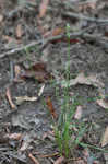 Low spikesedge